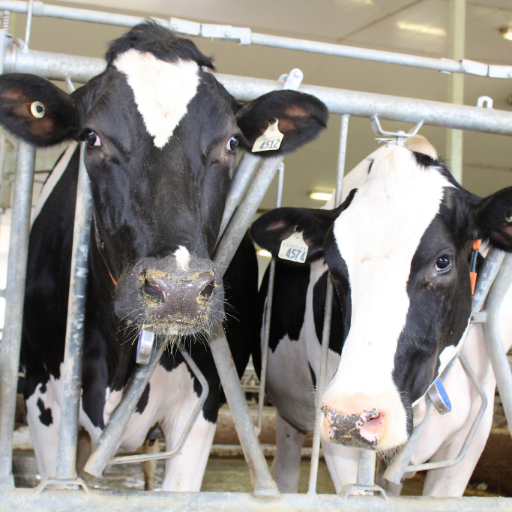 The Ontario Dairy Research Centre in Elora, ON. Sharing updates from our new barn, producer tips, and dairy research.