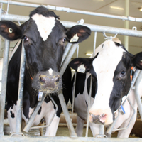 Ontario Dairy Research Centre(@DairyFacility) 's Twitter Profileg