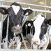 Ontario Dairy Research Centre (@DairyFacility) Twitter profile photo