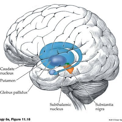 I'm a senior postdoc in computational neuroscience studying motor learning and control