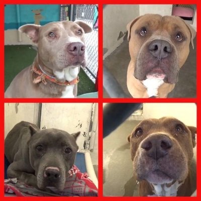 PITBULL DOGS URGENT NEED FOSTER HOMES DOG ADOPTION (@dogs_need) / Twitter PITBULL DOGS URGENT NEED FOSTER HOMES DOG ADOPTION (@dogs_need) / Twitter