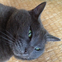 ぼんじん🍥 (@bonezine) 's Twitter Profile Photo