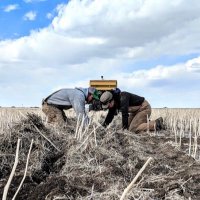 Palliser Triangle Research (@ptri_18) 's Twitter Profile Photo Palliser Triangle Research (@ptri_18) 's Twitter Profile Photo