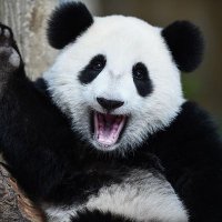 Jeroen Beckers (@dauntless) 's Twitter Profile