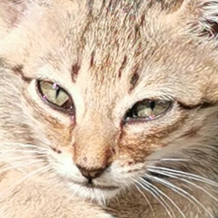 diphalo's profile picture. Enginurse
ChE
RN