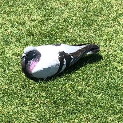 モノノフ(杏果→詩織)*ベーシスト*まーちゃん(@mayarin1114)*あべまや(Since 2016/6/11~)共同垢〈@abemaya0914〉