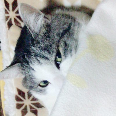 fukushimagin's profile picture. 