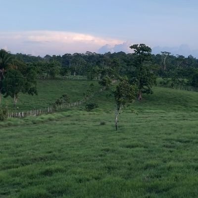 BaloHidalgo's profile picture. 