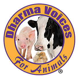 DVA is the only international Buddhist animal advocacy organization in the world.