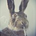 klumpy (@honeynaynay) Twitter profile photo klumpy (@honeynaynay) Twitter profile photo