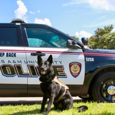 Howdy! My name is Tyson. I’m a K9 working for the Texas A&M University PD in College Station, TX. When I’m not on duty, I love meeting new people! 🐺🚔