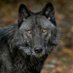 Alphawolf (@topalphawolf) Twitter profile photo Alphawolf (@topalphawolf) Twitter profile photo