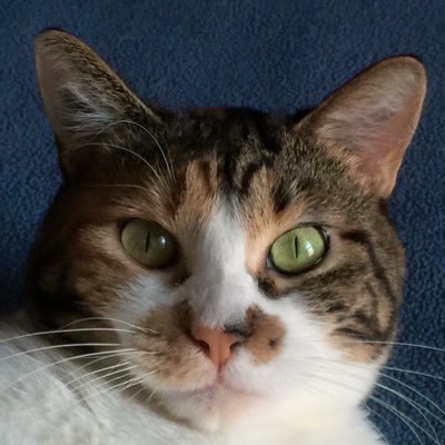 PatchesAka's profile picture. 