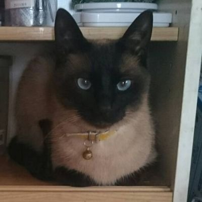 Owl_wooper's profile picture. 