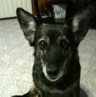 CrashChowder's profile picture. 