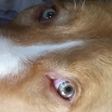 MamaStaceC's profile picture. #SaveTheEarth 🌎
It IS the only planet with Chocolate! 🍫
Read, Write, Live, Laugh, Love 💕
Critters, Music, & Nature 🌱🪴🌴🌾🌿🍀🍁
#Ally 🇺🇲🏳️‍🌈