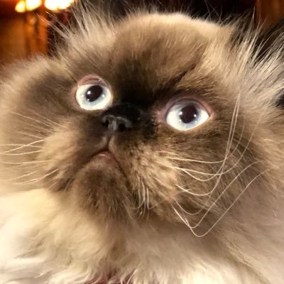 LSantis1234's profile picture. 