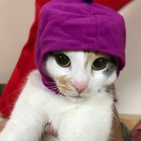 Yoshi (@yoshi97315099) Twitter profile photo