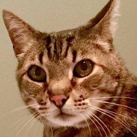 ACB (@aborego) 's Twitter Profile