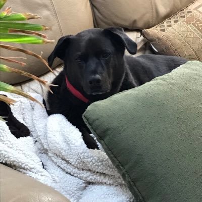 Spoiled 10 year old rescued lab mix