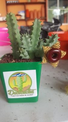 venta de Cactus y Suculentas