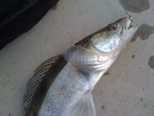 Reinorockevib's profile picture. Pêcheur leurres, mouche, coup, feeder