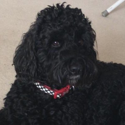 The official Twitter account of Stanley P. Usually found in local pubs, bookies and parks. I also like Fillet Steak and Tiramisu. Woo woo!
