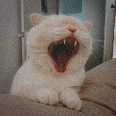 iya in aja 🐋