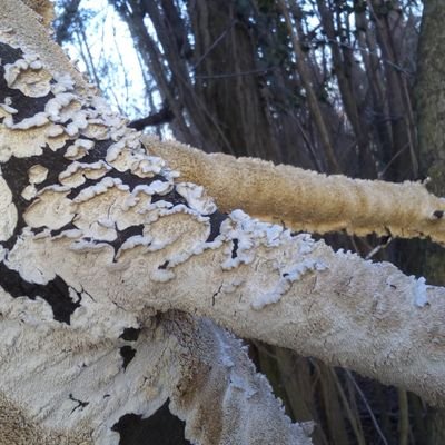 Pianese's profile picture. 