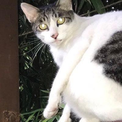 knoxlovedolpins's profile picture. 뭘바 .가가멜이 내 따까리