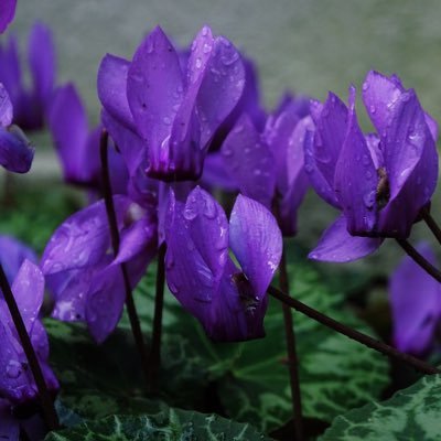 ff_0504's profile picture. 運命力強くてごめん