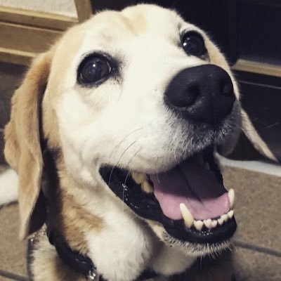 うめきち 犬 Umekichikun3 Twitter