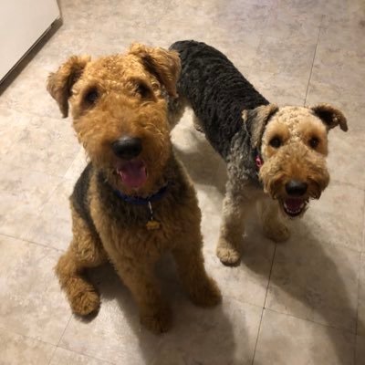 Hi, my name is Ellie! I’m an Airedale on an adventure w/ my brother Buzz! This page belonged to Finnigan, the King of Terriers, and I hope to make him proud 🐾