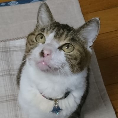 necohauragirana's profile picture. 動物が好き。
理不尽なことに耐える自信はない。
美味しいもの探すのが好き。
最近ちゃんとご飯を心掛けている。
美味しいものを知ってたら教えて下さい🥰