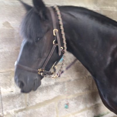sarahNewey8's profile picture. massively love my family, obsessed by my horse Guinness and dogs Purdey and Puffin 🥰