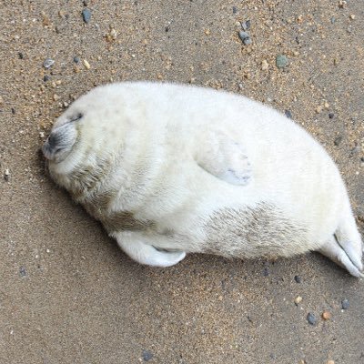 お子ふたりの母ちゃん。東京生まれ東京育ち→いつのまにか地方在住。槇原さんの曲は心の友。槇原敬之、KAN、スキマスイッチ、backnumber、TWICEなどをお子と一緒にリスペクト。