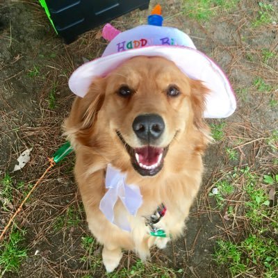 soranchu_kana's profile picture. 犬、編み物、キャンプ、アニメ、漫画、本、映画、ALFEE、その他も色々、各種こよなく愛しているおばちゃん。2018年10月からゴールデンレトリーバーの♀と暮らしはじめました。twitter読むばかりで使い方が微妙に分かっていなかったりします。