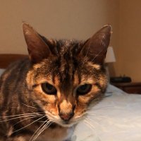 Lynette (@lynettestulting) 's Twitter Profile