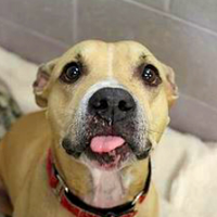 Buddy Dog Humane Society (Sudbury, MA)(@BuddyDogHS) 's Twitter Profile Photo