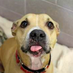 Buddy Dog Humane Society (Sudbury, MA) (@buddydoghs) Twitter profile photo Buddy Dog Humane Society (Sudbury, MA) (@buddydoghs) Twitter profile photo