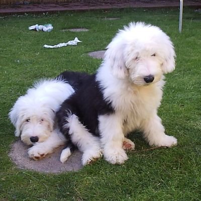 🌈Earl and Bubbles Old English Sheepdog twins sadly over the rainbow bridge. 
Now  we have Barnaby and Oliver,twins from Norfolk