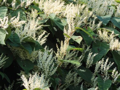 Do you have problems with Japanese Knotweed we can help you fix the problem? #Japanese #Knotweed #JapaneseKnotweed