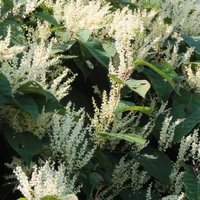 Japanese Knotweed FIX (@knotweedfix) 's Twitter Profile