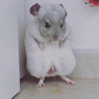 rata miada (@paulinemonsterr) 's Twitter Profile