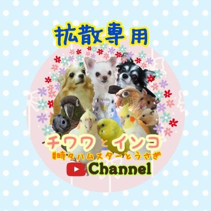 こちらは、ペットの迷子、里親募集
、殺処分期限等の拡散専用アカウントです。みなさんで大切なペットを守りましょう!!相互フォローOKです。#動物 #ペット #犬 #猫 #インコ
🔴メインのアカウントはこちら↓↓