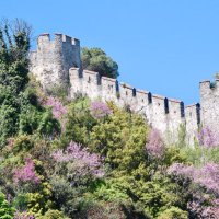 Botanicum orientale (@botanicumo) 's Twitter Profile