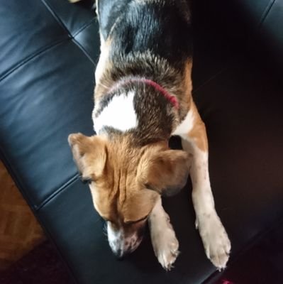 DylanPlayz15's profile picture. I was originally DylanPlayz with the @ROBLOX username of Dylan_Eldridge but now I am a Ghost 👻