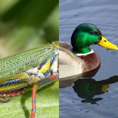 duckhopper go qop
if you get followed you are now in the cult, no ands ifs or asses