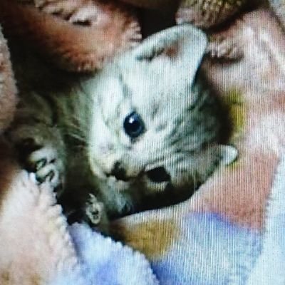 あぴぽぱるぱさんのプロフィール画像
