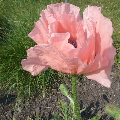 paganomc's profile picture. PhD in Sciences
achelor B. Sc. in Biology-UNLP. MSc in Ecology, Conservation and Wild Life Management- Federal https://t.co/Gzy5HBCQrM,Brazil
Marcela Pagano
PhD 

Open to work